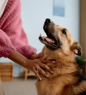 Best Emotional Support Animal Breeds: Choosing the Right ESA